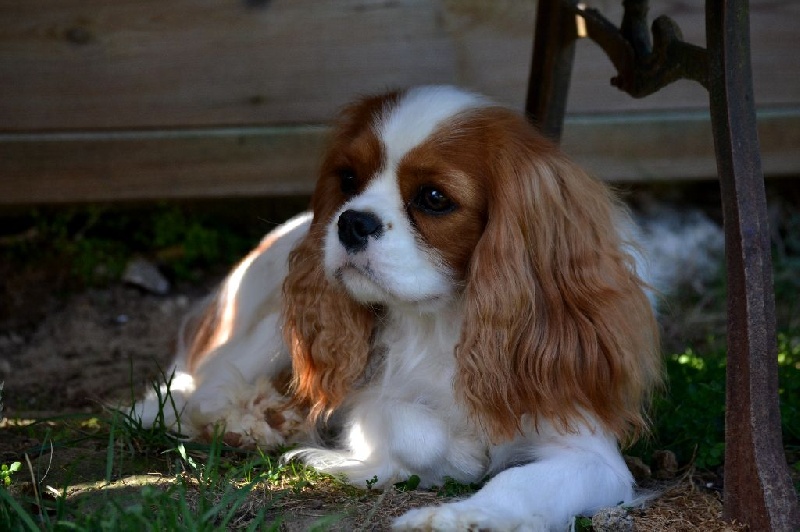 L'histoire d'amour Des Précieuses Pierres