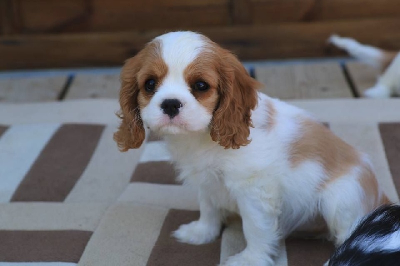 L'histoire d'amour Des Précieuses Pierres