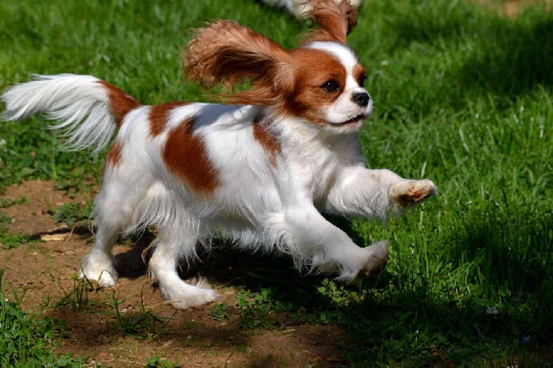 L'histoire d'amour Des Précieuses Pierres