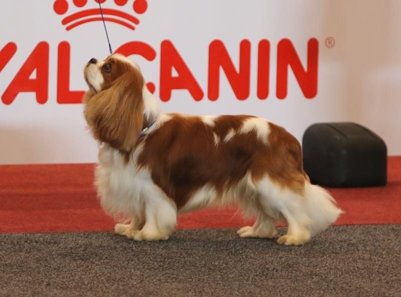 CH. Just my imagination Des Précieuses Pierres