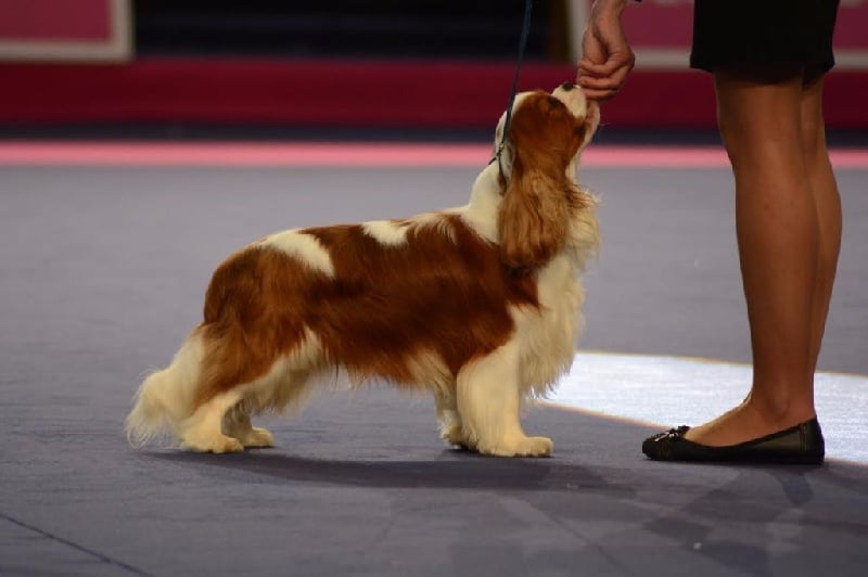 CH. Just my imagination Des Précieuses Pierres