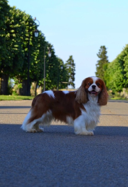 CH. Just my imagination Des Précieuses Pierres