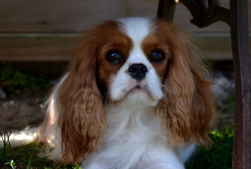 L'histoire d'amour Des Précieuses Pierres