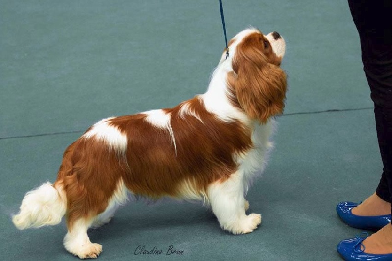 CH. Just my imagination Des Précieuses Pierres