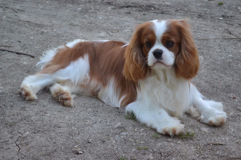 CH. Just my imagination Des Précieuses Pierres