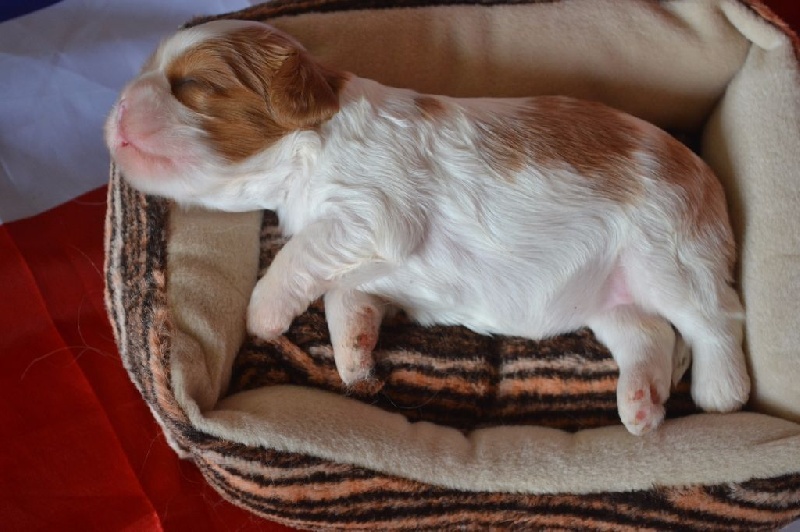 L'histoire d'amour Des Précieuses Pierres