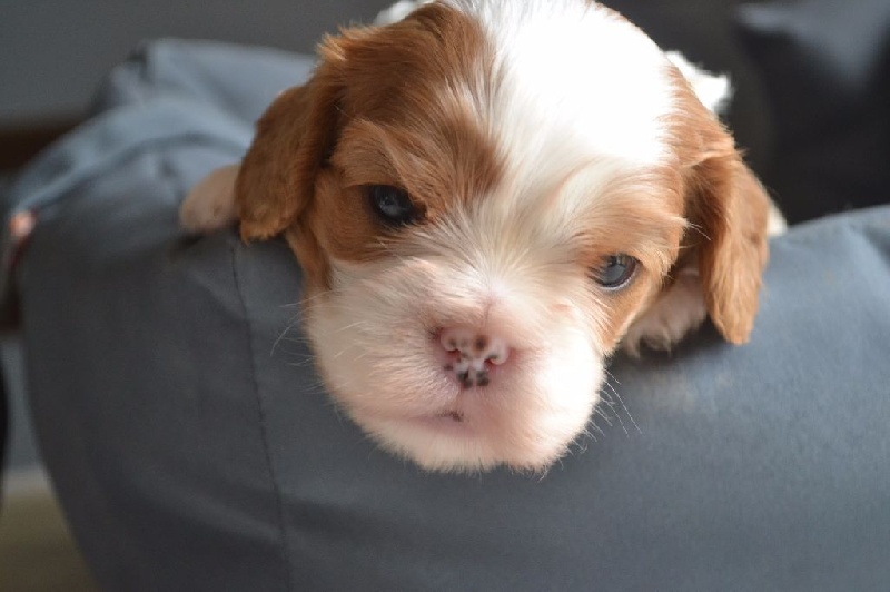 L'histoire d'amour Des Précieuses Pierres