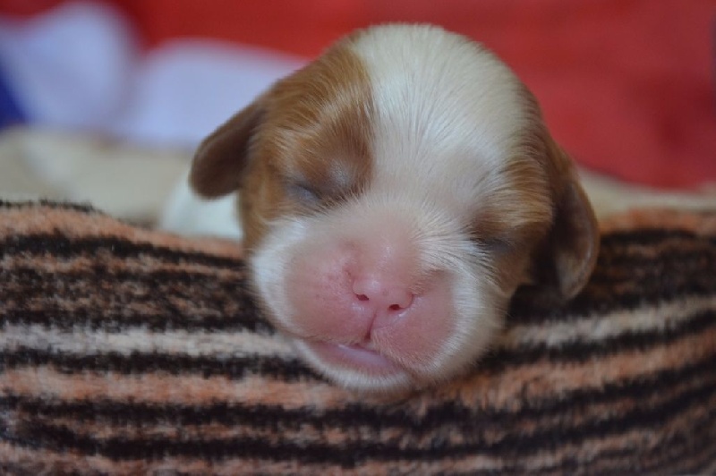 L'histoire d'amour Des Précieuses Pierres