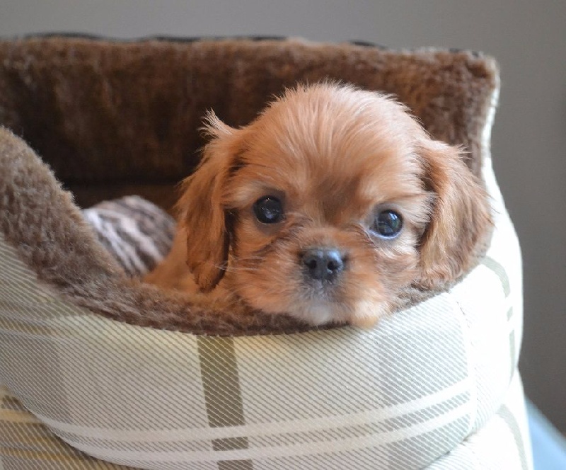 Imagine Des Précieuses Pierres