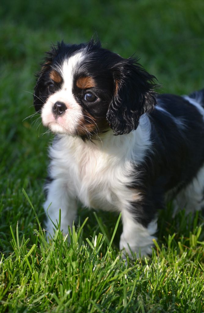 Accueil Elevage familiale de chiens de race Cavaliers King Charles en Eure et Loir. Parents