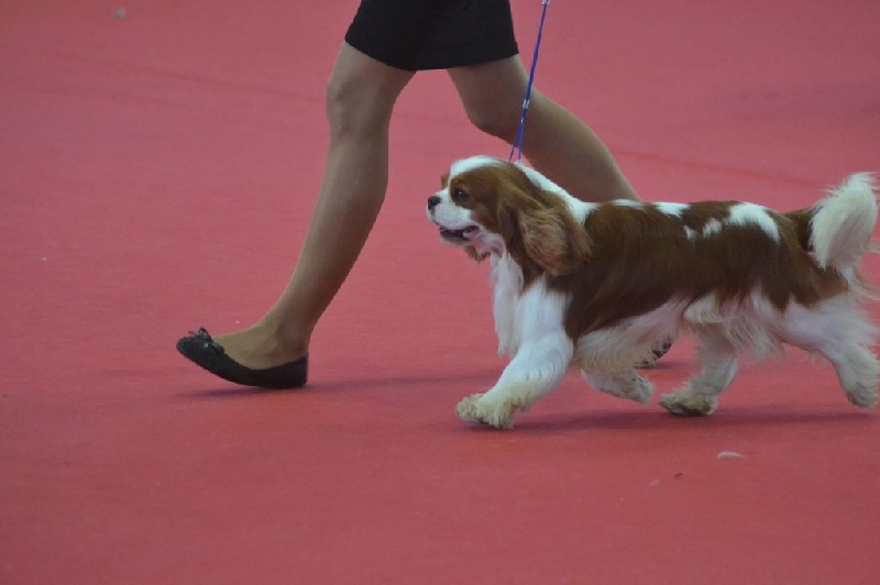 CH. Just my imagination Des Précieuses Pierres - 1er Excellent + CACS + CACIB + Meilleur de Race