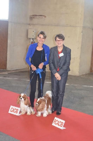 CH. Just my imagination Des Précieuses Pierres - 1er Excellent + CACS + CACIB + BOB