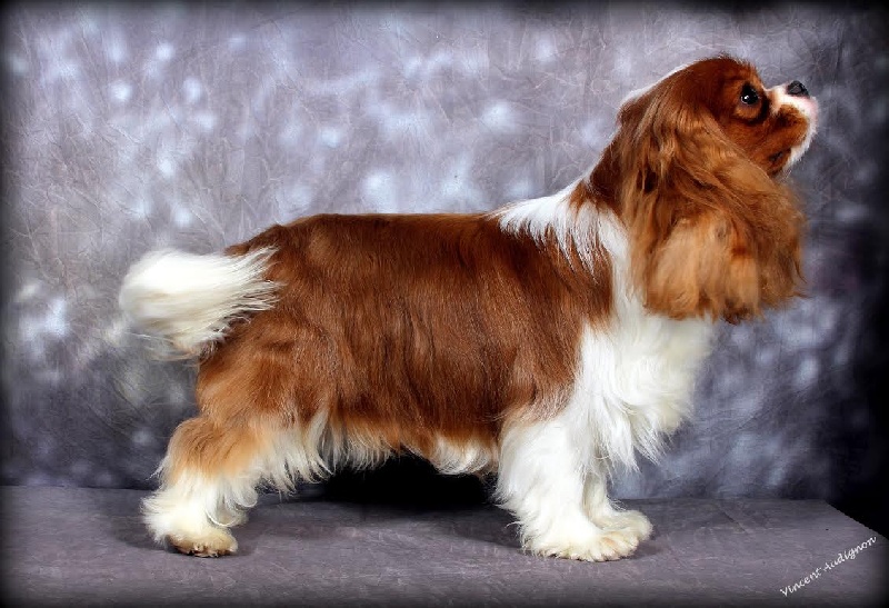 CH. Heart of speed Des Précieuses Pierres - 1er Excellent + Meilleur Jeune