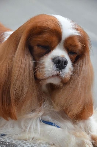 CH. Heart of speed Des Précieuses Pierres - RCACIB