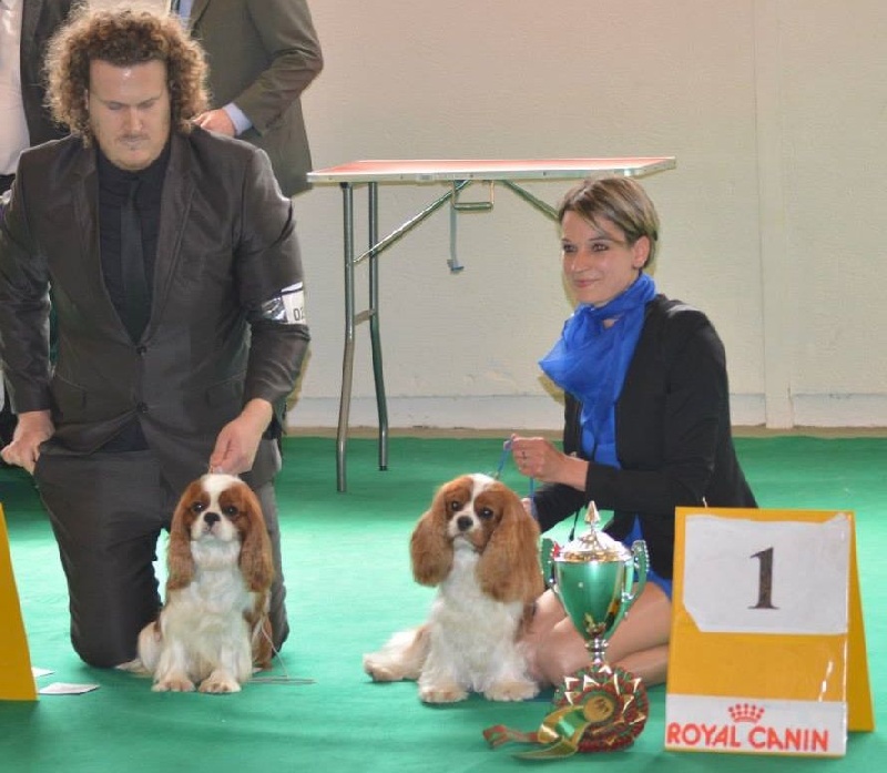 CH. Heart of speed Des Précieuses Pierres - 1er Excellent + CACS