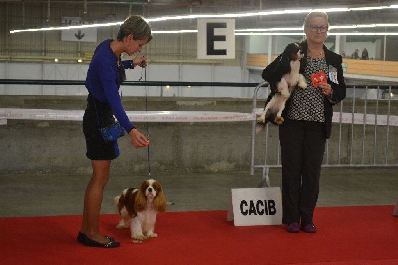 CH. Just my imagination Des Précieuses Pierres - 1er Exc + CACS + CACIB + MEILLEUR MÄLE