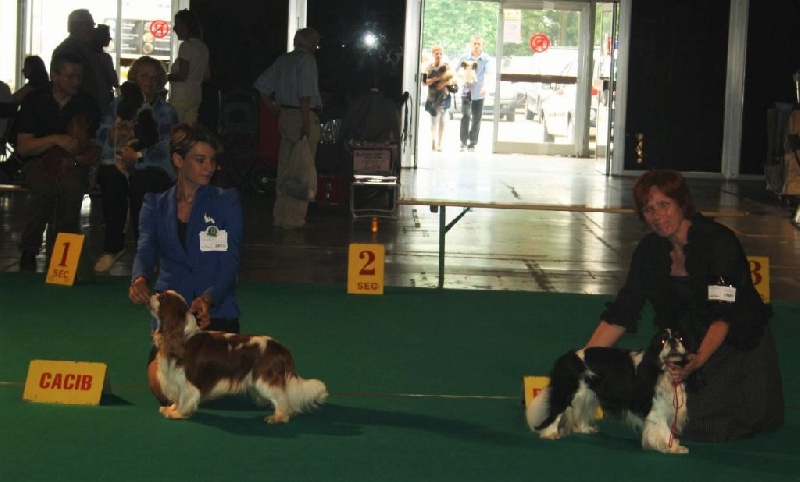 CH. Just my imagination Des Précieuses Pierres - 1er Exc + CACS + CACIB + BOS