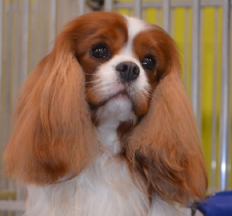 CH. Heart of speed Des Précieuses Pierres - 1er Excellent + RCACIB