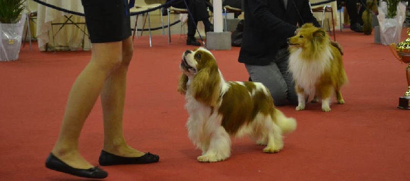 CH. Just my imagination Des Précieuses Pierres - 1er Excellent + CACS + CACIB + BOB + BOG