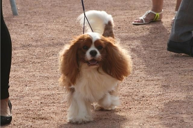 CH. Heart of speed Des Précieuses Pierres - 1er Excellent