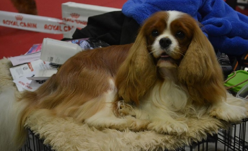 CH. Heart of speed Des Précieuses Pierres - 1ère EXCELLENT + RCACS