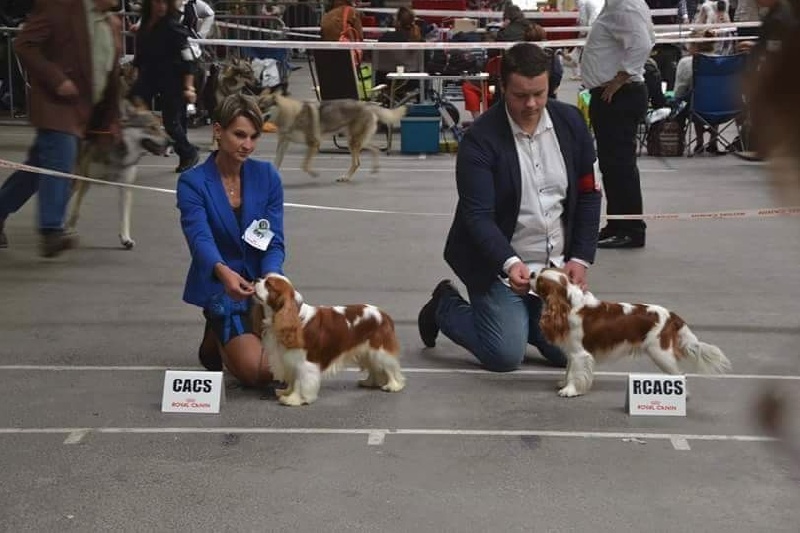 CH. Just my imagination Des Précieuses Pierres - 1er Exc + CACS + Meilleur Mâle