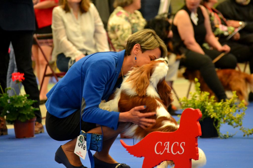 CH. Made in england Des Précieuses Pierres - 1ère Excellent + CACS