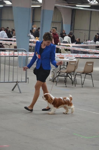 CH. Just my imagination Des Précieuses Pierres - 1er Très Prometteur + Meilleur Puppy