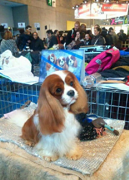 CH. Heart of speed Des Précieuses Pierres - 1er Excellent + rcacib