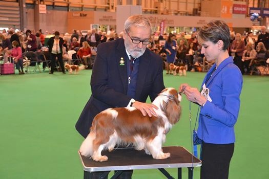 CH. Just my imagination Des Précieuses Pierres - 2ème en classe Yearling / 28