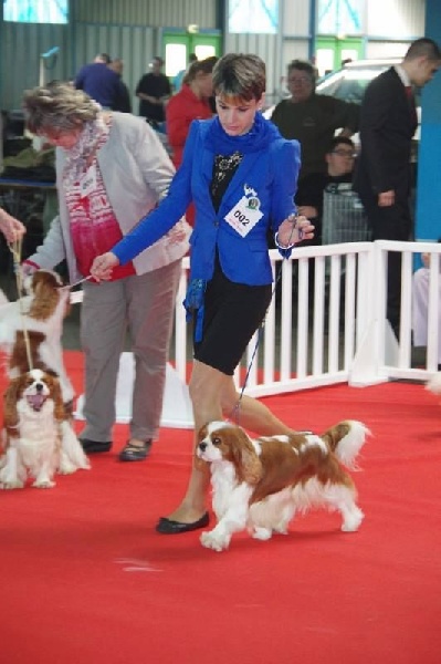 CH. Just my imagination Des Précieuses Pierres - 2ème Excellent