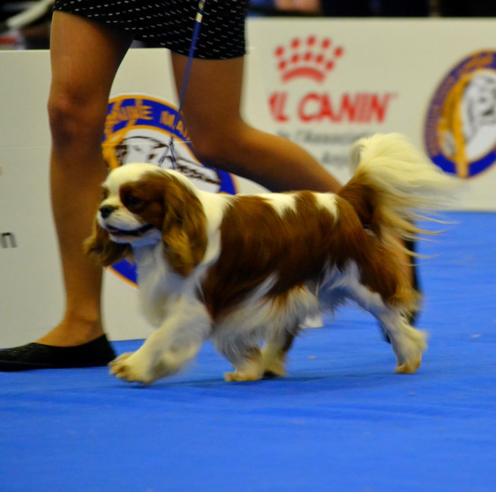 CH. Made in england Des Précieuses Pierres - RCACS + RCACIB