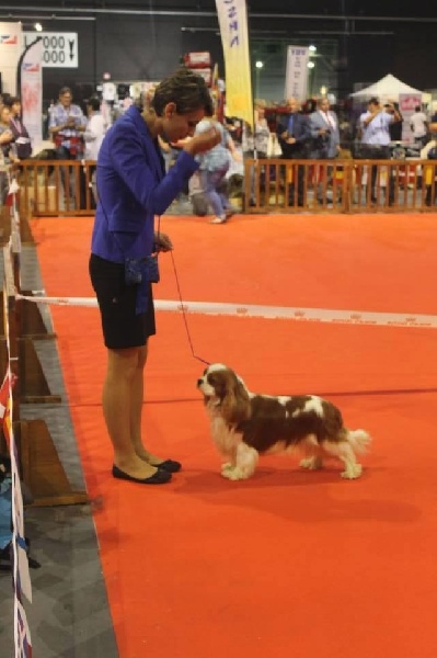 CH. Just my imagination Des Précieuses Pierres - 1er Exc +CACS + CACIB + BOB