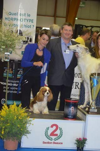 CH. Just my imagination Des Précieuses Pierres - 1er Exc + Meilleur jeune + Meilleur de race