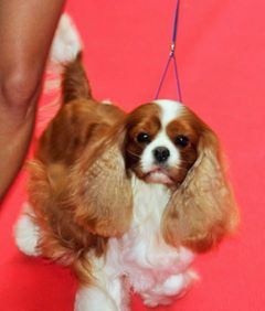 CH. Heart of speed Des Précieuses Pierres - 1er Excellent