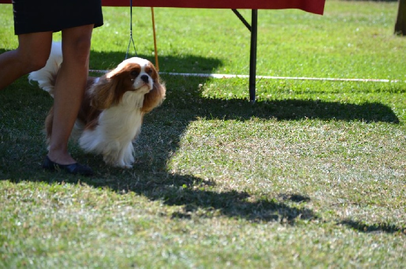 CH. Just my imagination Des Précieuses Pierres - 1er Excellent + RCACIB