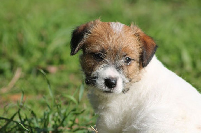 Femelle 2 - Jack Russell Terrier