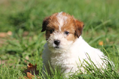 Femelle 1 - Jack Russell Terrier
