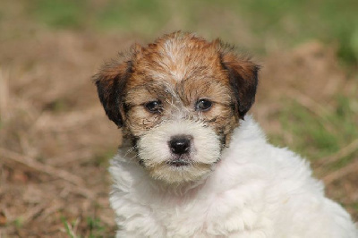 Mâle 1 - Jack Russell Terrier