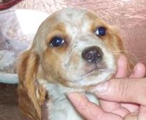 Publication : Des Terres D'alicia Auteur : morgane enault