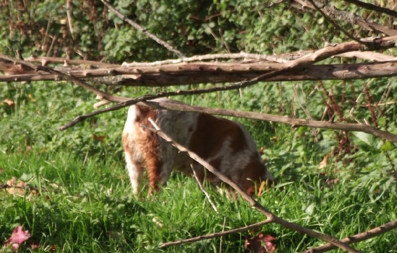 Publication : Des Terres D'alicia Auteur : morgane enault