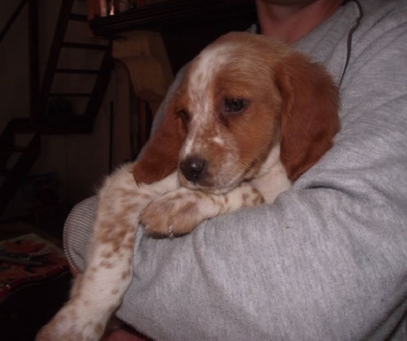 Publication : Des Terres D'alicia Auteur : morgane enault