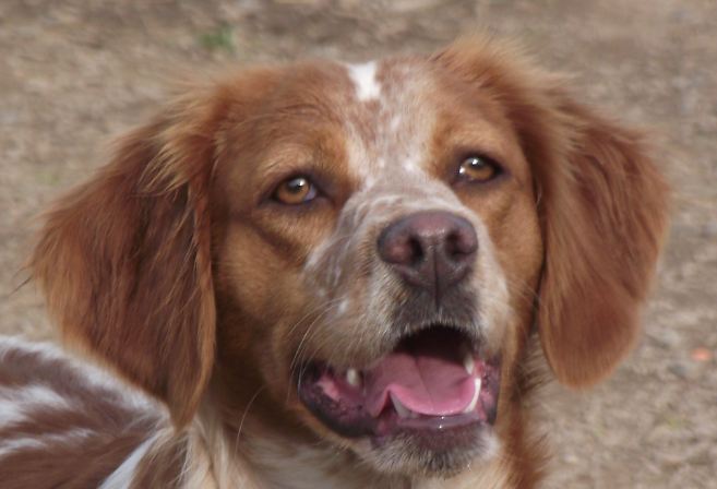 Publication : Des Terres D'alicia Auteur : morgane enault