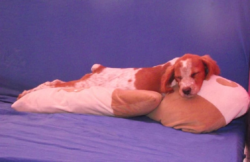 Publication : Des Terres D'alicia Auteur : morgane enault