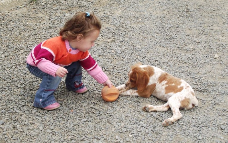 Publication : Des Terres D'alicia Auteur : morgane enault