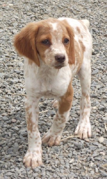 Publication : Des Terres D'alicia Auteur : morgane enault