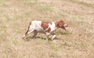 Publication : Des Terres D'alicia Auteur : morgane enault