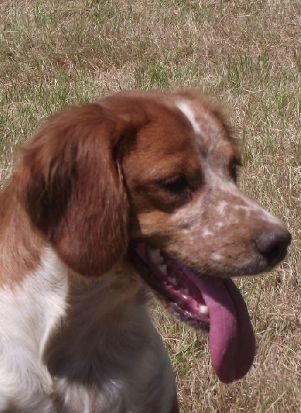 Publication : Des Terres D'alicia Auteur : morgane enault