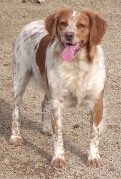 Publication : Des Terres D'alicia Auteur : morgane enault