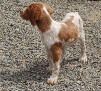 Publication : Des Terres D'alicia Auteur : morgane enault